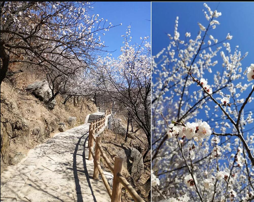沒(méi)登頂長(zhǎng)城的老師不是好老師！--記崇文直屬春季踏青活動(dòng)